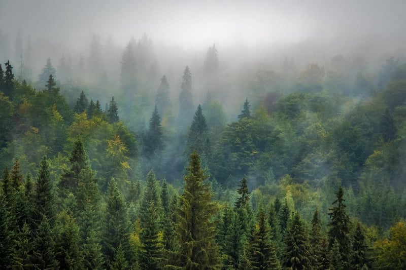 Fantasy Forest